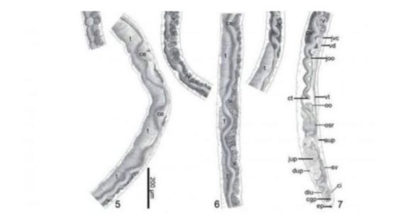(دودة أوباما) تنضم للطيور والعناكب والسحالي التي تحمل اسم الرئيس! صورة رقم 1 (دودة أوباما) تنضم للطيور والعناكب والسحالي التي تحمل اسم الرئيس! صورة رقم 1