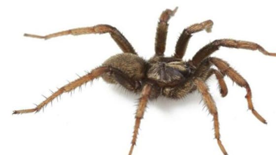 (دودة أوباما) تنضم للطيور والعناكب والسحالي التي تحمل اسم الرئيس! صورة رقم 9 (دودة أوباما) تنضم للطيور والعناكب والسحالي التي تحمل اسم الرئيس! صورة رقم 9