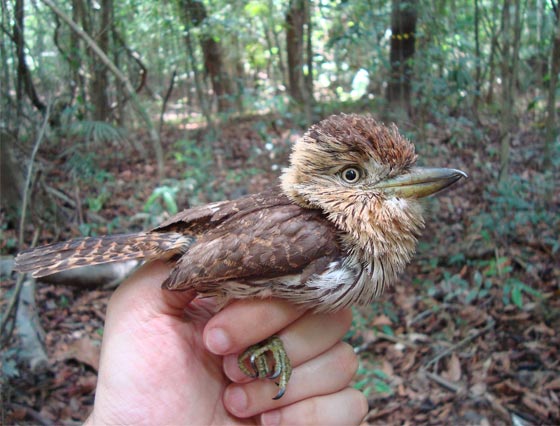 (دودة أوباما) تنضم للطيور والعناكب والسحالي التي تحمل اسم الرئيس! صورة رقم 7 (دودة أوباما) تنضم للطيور والعناكب والسحالي التي تحمل اسم الرئيس! صورة رقم 7