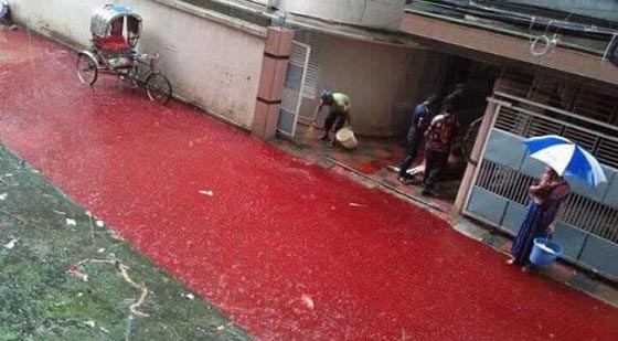 نهر من الدماء يجتاح شوارع بنغلاديش في عيد الاضحى.. صور صورة رقم 5 نهر من الدماء يجتاح شوارع بنغلاديش في عيد الاضحى.. صور صورة رقم 5