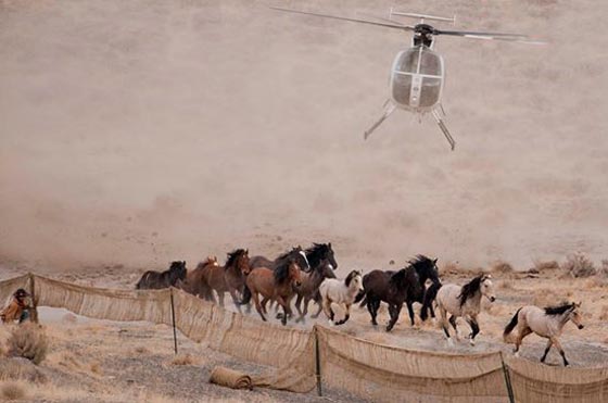  امريكا تستعد لاعدام 45 الف حصان بري بادعاء ان لا فائدة منها! صورة رقم 2