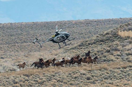  امريكا تستعد لاعدام 45 الف حصان بري بادعاء ان لا فائدة منها! صورة رقم 3