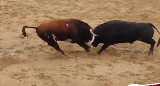 نهاية مأساوية لمناطحة بين ثورين هائجين تنتهي بمقتلهما.. فيديو صورة رقم 1