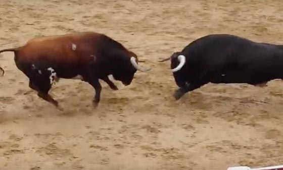 نهاية مأساوية لمناطحة بين ثورين هائجين تنتهي بمقتلهما.. فيديو صورة رقم 4