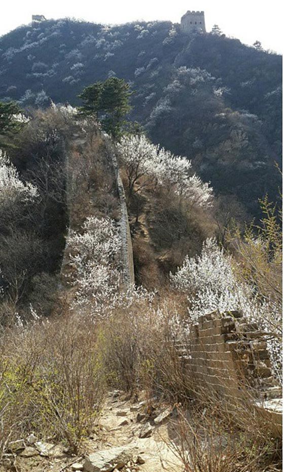  تشوه اجزاء من سور الصين العظيم احدى عجائب الدنيا صورة رقم 6