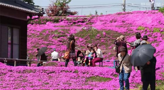 زوج وفي يزرع لزوجة بحر من عبق الزهور بعد ان فقدت بصرها صورة رقم 10 زوج وفي يزرع لزوجة بحر من عبق الزهور بعد ان فقدت بصرها صورة رقم 10