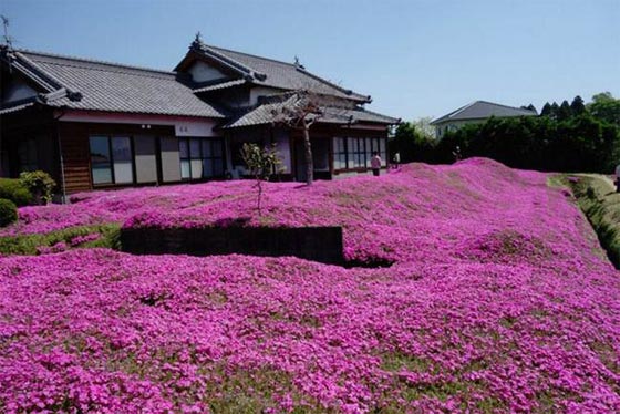 زوج وفي يزرع لزوجة بحر من عبق الزهور بعد ان فقدت بصرها صورة رقم 13 زوج وفي يزرع لزوجة بحر من عبق الزهور بعد ان فقدت بصرها صورة رقم 13