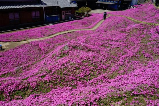زوج وفي يزرع لزوجة بحر من عبق الزهور بعد ان فقدت بصرها صورة رقم 15 زوج وفي يزرع لزوجة بحر من عبق الزهور بعد ان فقدت بصرها صورة رقم 15