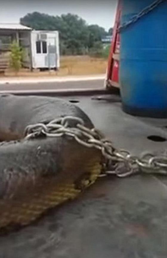 ثعبان عملاق يظهر لعمال برازيليين في احد الكهوف.. فيديو وصور صورة رقم 3