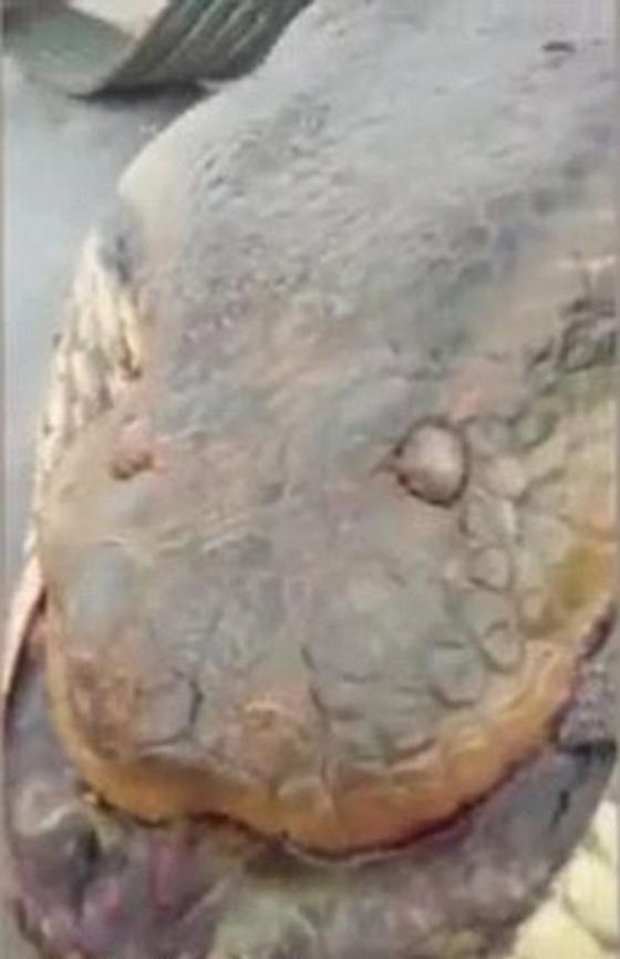 ثعبان عملاق يظهر لعمال برازيليين في احد الكهوف.. فيديو وصور صورة رقم 4
