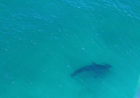 فيديو مؤلم: قرش عملاق يهاجم متزلج مراهق وبقضم ساقه بأسنانه الوحشية! صورة رقم 3 فيديو مؤلم: قرش عملاق يهاجم متزلج مراهق وبقضم ساقه بأسنانه الوحشية! صورة رقم 3