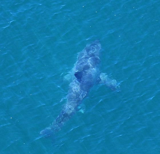 فيديو مؤلم: قرش عملاق يهاجم متزلج مراهق وبقضم ساقه بأسنانه الوحشية! صورة رقم 6 فيديو مؤلم: قرش عملاق يهاجم متزلج مراهق وبقضم ساقه بأسنانه الوحشية! صورة رقم 6