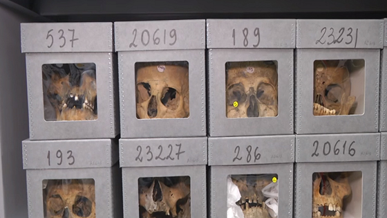 18 ألف جمجمة بمتحف باريس لجزائريين قطع رؤوسهم الاستعمار  صورة رقم 4