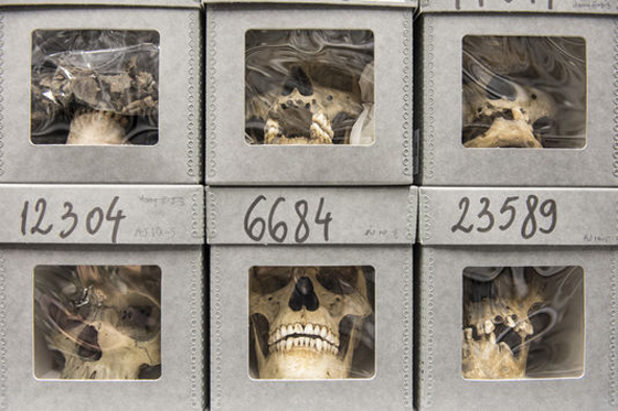 18 ألف جمجمة بمتحف باريس لجزائريين قطع رؤوسهم الاستعمار  صورة رقم 3