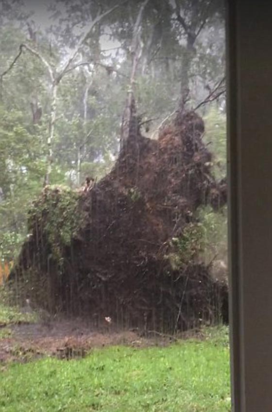 بالفيديو والصور.. شاهد كيف اقتلع اعصار ماثيو المدمر شجرة ومنزلا صورة رقم 10 بالفيديو والصور.. شاهد كيف اقتلع اعصار ماثيو المدمر شجرة ومنزلا صورة رقم 10