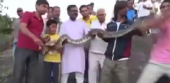 اجراءات صارمة في الهند في اعقاب سيلفي الثعبان.. شاهد الفيديو صورة رقم 2