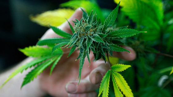 كلية في كندا تدرّب الطلاب على زراعة الماريجوانا ليجدوا عملا! صورة رقم 2