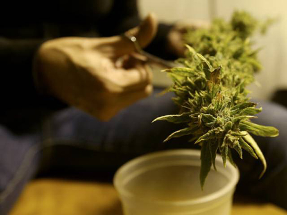 كلية في كندا تدرّب الطلاب على زراعة الماريجوانا ليجدوا عملا! صورة رقم 3