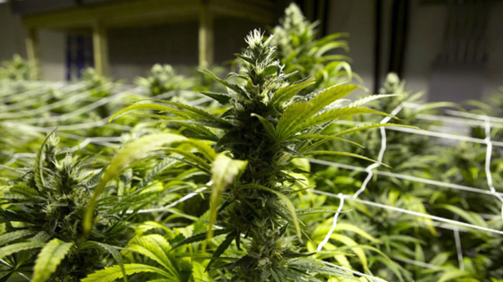 كلية في كندا تدرّب الطلاب على زراعة الماريجوانا ليجدوا عملا! صورة رقم 1