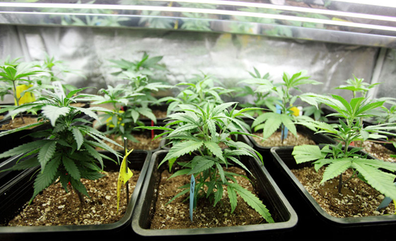 كلية في كندا تدرّب الطلاب على زراعة الماريجوانا ليجدوا عملا! صورة رقم 4