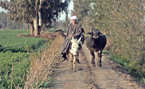 10 قرى مصرية تحمل اسماء غريبة وتغيير اسم احداها بسبب لفظ بذيء صورة رقم 2