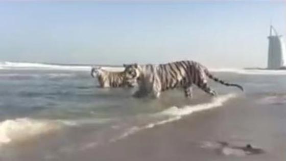 قلق من ظهور 5 نمور تتجول على شاطئ برج العرب بدبي.. فيديو صورة رقم 1 قلق من ظهور 5 نمور تتجول على شاطئ برج العرب بدبي.. فيديو صورة رقم 1