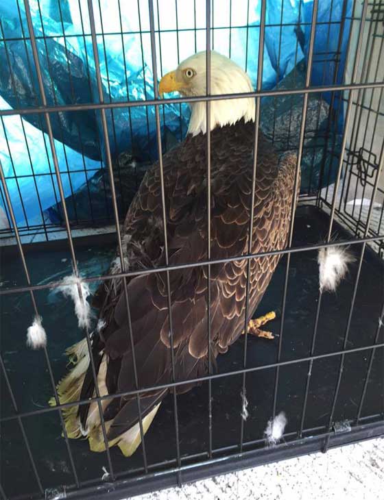 نسر عالق في محرك سيارة بسبب اعصار ماثير.. فيديو صورة رقم 5