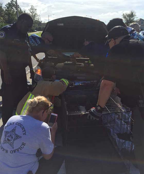 نسر عالق في محرك سيارة بسبب اعصار ماثير.. فيديو صورة رقم 3