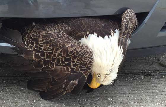 نسر عالق في محرك سيارة بسبب اعصار ماثير.. فيديو صورة رقم 2