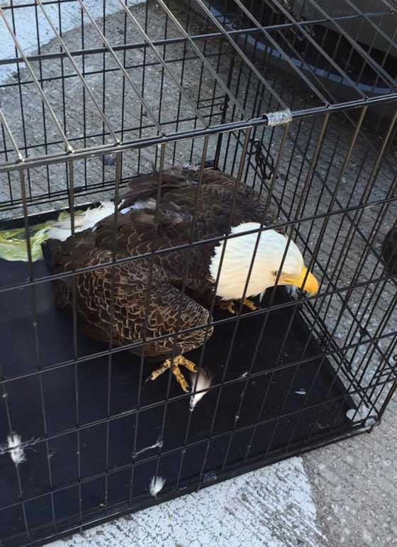 نسر عالق في محرك سيارة بسبب اعصار ماثير.. فيديو صورة رقم 6