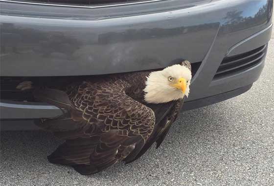 نسر عالق في محرك سيارة بسبب اعصار ماثير.. فيديو صورة رقم 1