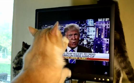  فيديو طريف: حتى القطط تهاجم دونالد ترامب ولا تطيقه! صورة رقم 5