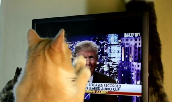  فيديو طريف: حتى القطط تهاجم دونالد ترامب ولا تطيقه! صورة رقم 1