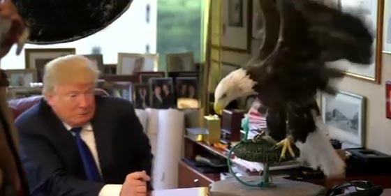  فيديو طريف: حتى القطط تهاجم دونالد ترامب ولا تطيقه! صورة رقم 3