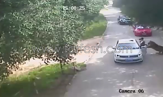 صينية تقاضي ادارة حديقة حيوان بعد ان هاجمها نمر.. فيديو صورة رقم 3 صينية تقاضي ادارة حديقة حيوان بعد ان هاجمها نمر.. فيديو صورة رقم 3