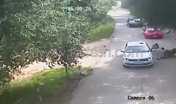 صينية تقاضي ادارة حديقة حيوان بعد ان هاجمها نمر.. فيديو صورة رقم 4 صينية تقاضي ادارة حديقة حيوان بعد ان هاجمها نمر.. فيديو صورة رقم 4