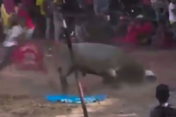 ثور هائج يحول وجه مصارع الى خريطة بعد اصابة خطيرة صورة رقم 3