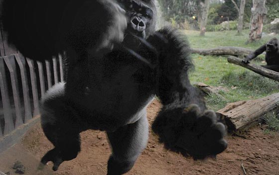 القبض على غوريلا هرب من حديقته واثار الرعب وسط لندن.. فيديو صورة رقم 2 القبض على غوريلا هرب من حديقته واثار الرعب وسط لندن.. فيديو صورة رقم 2