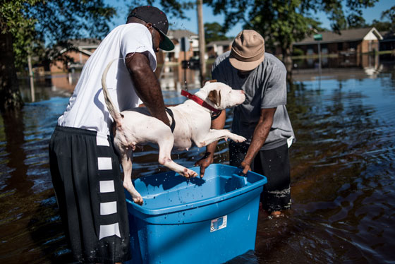  ماثيو يواصل حصد الارواح وحصيلة القتلى في نورث كارولاينا 22  صورة رقم 14
