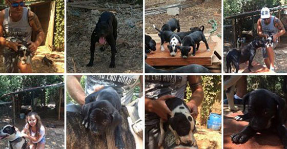 جريمة بشعة وصور مروعة.. لبناني يقتل عائلة بأكملها بسبب الكلاب صورة رقم 10