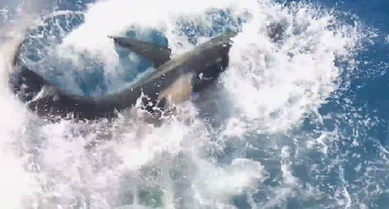 مشهد مثير.. سمكة قرش عملاقة تحطم قفصا بداخله غواص! صورة رقم 1 مشهد مثير.. سمكة قرش عملاقة تحطم قفصا بداخله غواص! صورة رقم 1