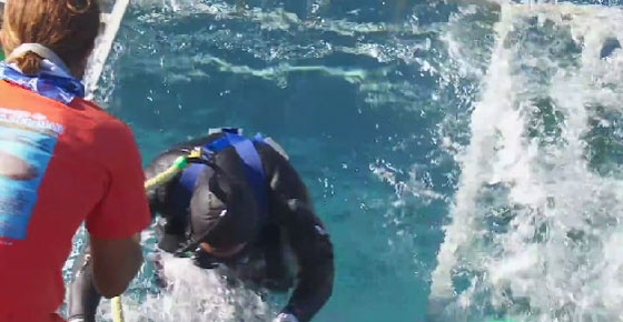 مشهد مثير.. سمكة قرش عملاقة تحطم قفصا بداخله غواص! صورة رقم 4 مشهد مثير.. سمكة قرش عملاقة تحطم قفصا بداخله غواص! صورة رقم 4