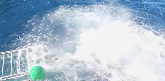 مشهد مثير.. سمكة قرش عملاقة تحطم قفصا بداخله غواص! صورة رقم 2 مشهد مثير.. سمكة قرش عملاقة تحطم قفصا بداخله غواص! صورة رقم 2