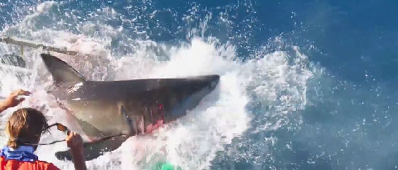 مشهد مثير.. سمكة قرش عملاقة تحطم قفصا بداخله غواص! صورة رقم 3 مشهد مثير.. سمكة قرش عملاقة تحطم قفصا بداخله غواص! صورة رقم 3