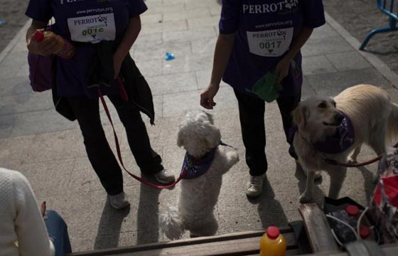 3500 كلب يشاركون في دوغاثون اسبانيا لتعزيز مكانتهم صورة رقم 1 3500 كلب يشاركون في دوغاثون اسبانيا لتعزيز مكانتهم صورة رقم 1