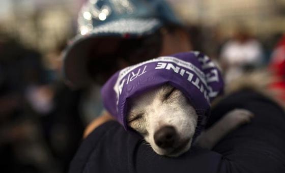 3500 كلب يشاركون في دوغاثون اسبانيا لتعزيز مكانتهم صورة رقم 2 3500 كلب يشاركون في دوغاثون اسبانيا لتعزيز مكانتهم صورة رقم 2