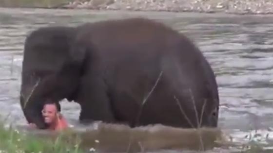 فيديو مثير.. فيل يسرع لانقاذ مدربه الذي تظاهر بانه يغرق صورة رقم 2