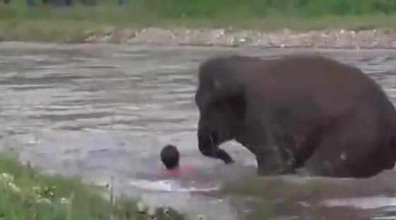 فيديو مثير.. فيل يسرع لانقاذ مدربه الذي تظاهر بانه يغرق صورة رقم 1