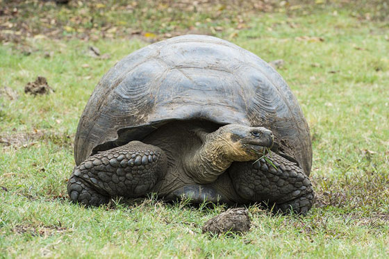  الامين العام للأمم المتحدة بان كي مون يتبنى طفل السلحفاة العملاقة! صورة رقم 3
