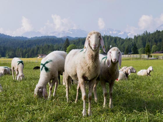 صبي وامه ذبحا 3 اغنام لايفاء النذر فوجدا نفسيهما متهمين امام المحكمة صورة رقم 3